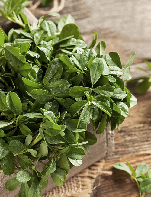 Unpretentious Fenugreek Leaves, 8 oz, Pickling Spices, Curries, Teas, Strong Flavor