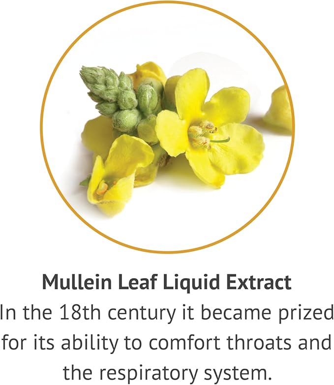 Botanic Choice Mullein Leaf Liquid Extract, Alcohol Free, Gluten Free, Traditional Respiratory Support 1 Fl. Oz.