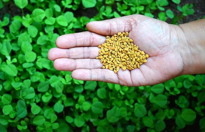 Bague Premium Whole Fenugreek seeds Organic Methi Seeds Dana Natural menthulu (8, Ounces)