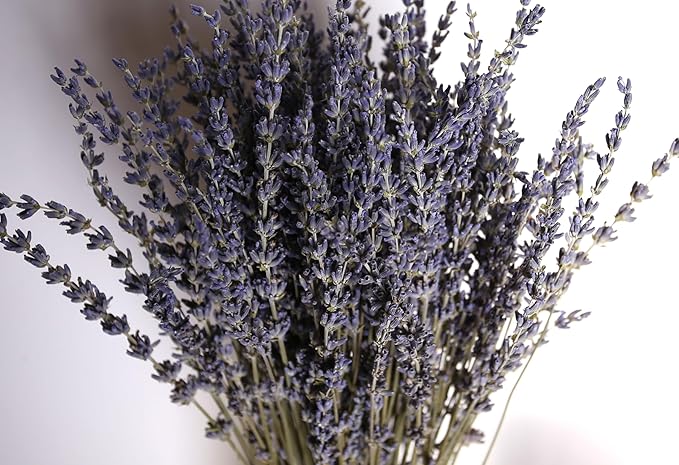 Dried Lavender 4 Bunches 100% Fresh Natural Purple Bouquet Flowers for Bathroom Photo Props Crafts (200g/7oz), 15-17" for Shower Weeding Vase Decor, Aromatherapy Home Fragrance(400-440 Stems Total)