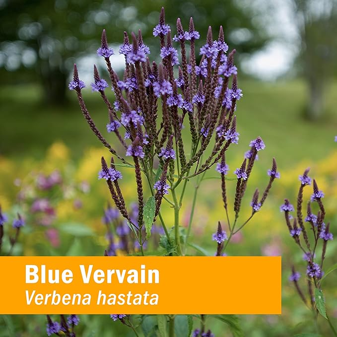 Herb Pharm Certified Organic Vervain Liquid Extract, Blue, 1 Fl Oz