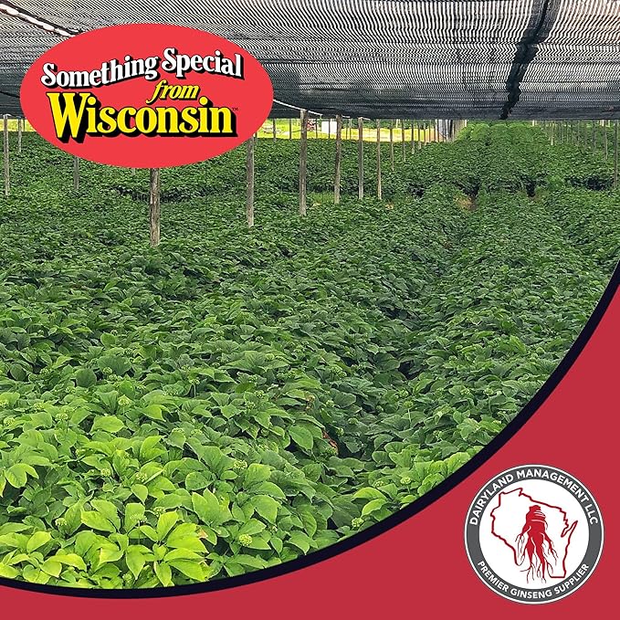 Dairyland American Ginseng Extract 2 Fl oz 西洋参提取物, Authentic Wisconsin Ginseng Liquid for Healthy Energy, Vitality, Mood and More- Non-GMO, Gluten Free - Ginseng Herb Supplement for Daily Use