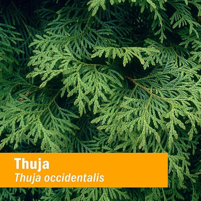 Herb Pharm Thuja Branchlet Liquid Extract - 1 Ounce (DTHUJA01) (Pack of 2)